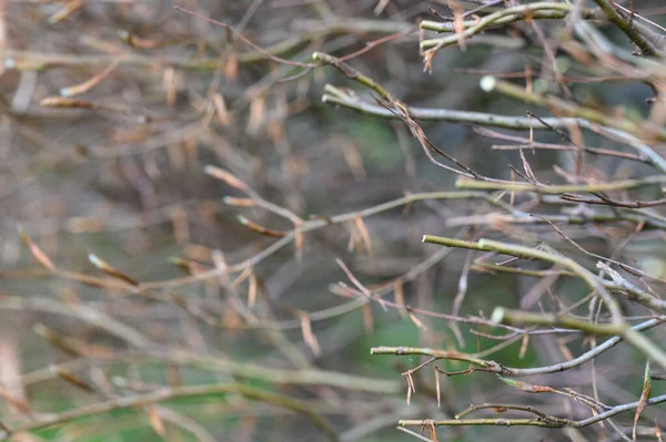 Cropped and trimmed branches of a hedge close-up, buds on the branches of a bush