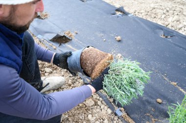 Bir adam tencereden lavanta çıkarır, büyük bir lavanta tohumu, tencerede lavanta tohumu..