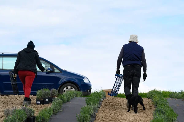 男と女は空の箱を持って上りラベンダー畑を植え — ストック写真