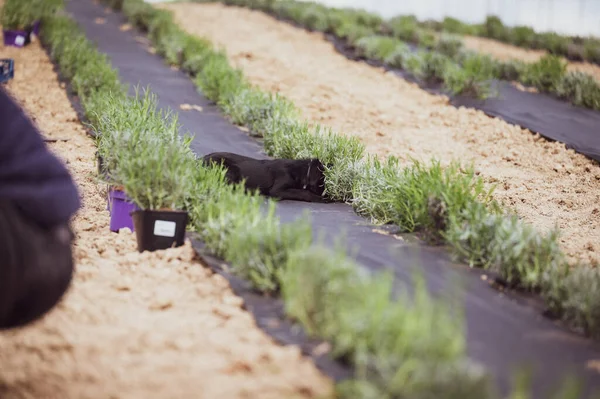 Small Black Dog Lavender Field Bushes Dog Walk — Stock Photo, Image