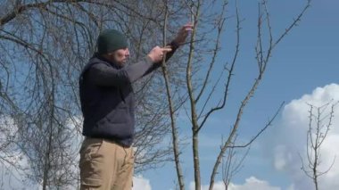 Bahçıvanın biri büyük bir dalı testereyle kesiyor, baharda ağaçlarla çalışıyor. 4k UHD video..