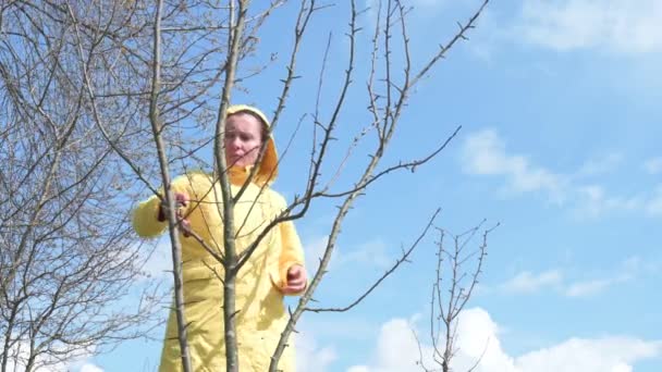 Žena Zahradník Stříhá Zbytečné Větve Švestky Nůžkami Proti Obloze Uhd — Stock video