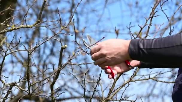 Весной Мужчина Обрезает Обрезает Ветви Плодоносного Дерева Весенние Работы Саду — стоковое видео