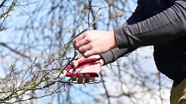 木の春の形成剪定と木冠の形成 果物の木を持つ庭師の仕事スローモーションビデオショット — ストック動画