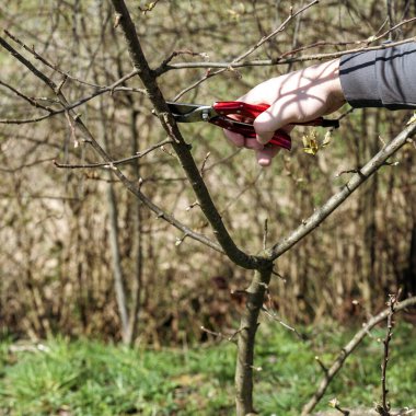 Baharda, bir adam bahçede meyve taşıyan bir ağacın dallarını budar ve budar..