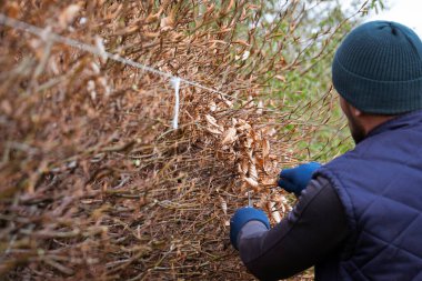 Gerilmiş bir ip ve makas ile bir çiti düzleştirip buduyorum. Bahçede bir bahçıvan çalışıyor..
