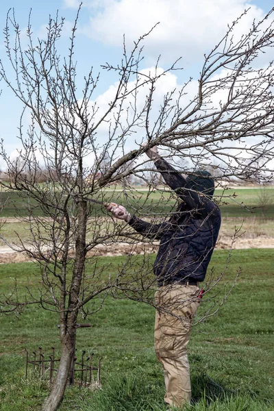 Poda Uma Árvore Com Uma Serra Mão Trabalhos Jardineiro Jardim — Fotografia de Stock