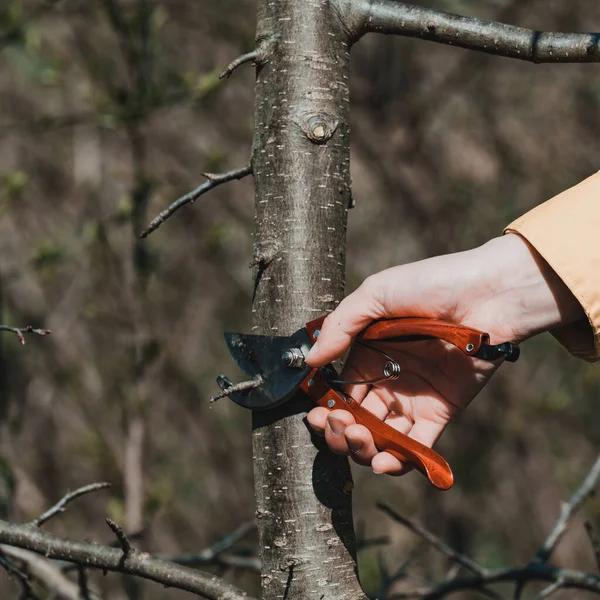 Жінка Саду Вирізає Гілки Дереві Ножицями Формування Молодого Дерева Саду — стокове фото