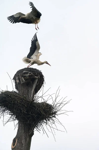 两只鹤争夺优势 在鸟巢中栖身 在野生鸟类的世界里 — 图库照片