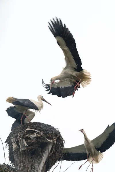 Birds Fighting Nest Storks Fighting Free Nest Tree Fighting Territory — Stock Photo, Image