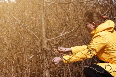 Bir kadın, bir elma ağacının ekstra ve ince dallarını bir el testeresiyle kesiyor, baharda bahçede çalışıyor..