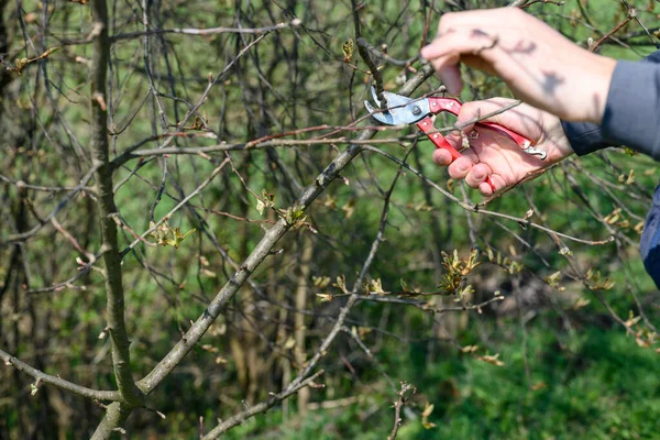 Весной Человек Обрезает Обрезает Ветви Плодоносного Дерева Весной Работает Саду — стоковое фото