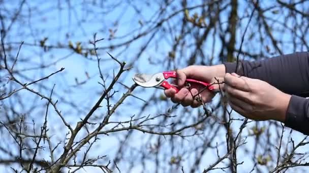 木の春の形成剪定と木冠の形成 果物の木を持つ庭師の仕事スローモーションビデオショット — ストック動画