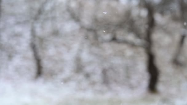 Tél Természeti Jelenségek Lassú Havazás Nappali Havazás Kilátás Ablakból Festői — Stock videók