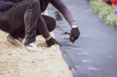 Toprak yabani otlardan gelen tarım lifleriyle kaplı. Adam tarımsal fiberde bir yeri katiplik bıçağıyla kesiyor. Deliğe bitki yerleştirmek için..
