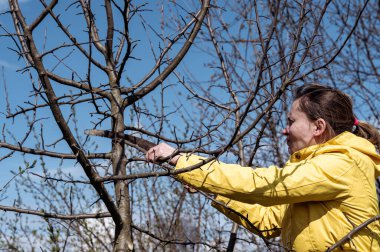 Baharda el testeresiyle ağaç budarken, sarı ceketli bahçıvan kadın bir ağacın dallarını kesiyor..