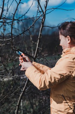 Baharda bahçede ağaç dalları budarken bir kadın, bir meyve ağacından gereksiz dallar budama için bahçe makası kesiyor..