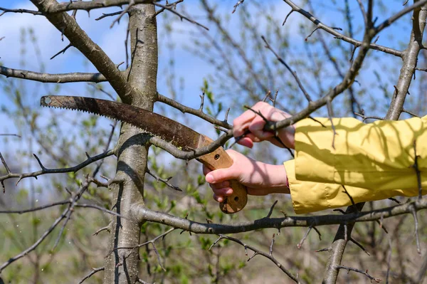 Poda Uma Árvore Com Uma Serra Mão Primavera Mulher Jardineiro — Fotografia de Stock