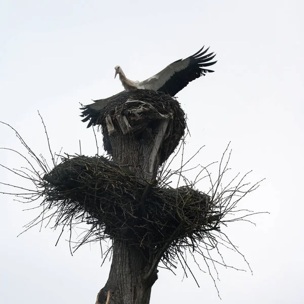 Один Аист Сидит Фоне Неба Два Гнезда Одном Дереве — стоковое фото
