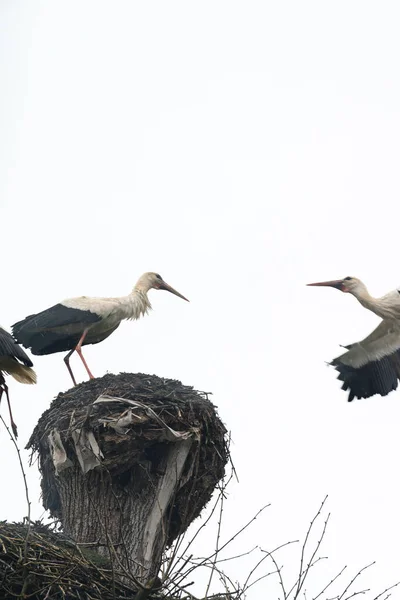 Old Stork Nest Fight Nest Storks Storks Migratory Birds Storks — Stock Photo, Image