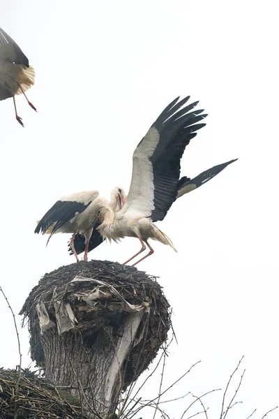 Storker Slåss Territorium Opphold Redet Storker Slåss Biter Dominans Redet – stockfoto