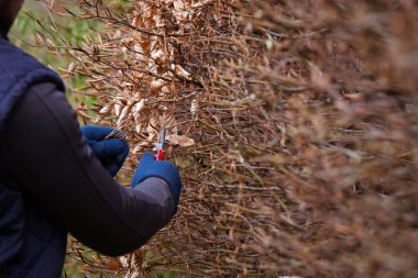 Baharın başında bahçeyi temizlemek, yapraksız çiti kesmek, bahçıvan çiti düzleştirir..