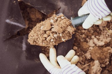 Tarlada çalışan bir işçi tarım lifinin altında bir kürekle çukur kazıyor. Daha sonra bitkiler, kahverengi toprak ve siyah tarım lifleri dikmek için..