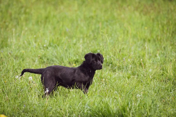 A small black dog walks in the grass, a cocker spaniel crossbreed.