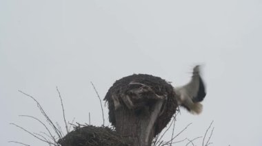 Leylek, leyleği yuvasından, bulutlu ve gri gökyüzünün arka planına doğru büker. Leylek, göçmen bir kuştur..