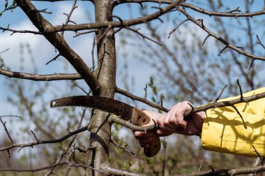Baharda el testeresiyle ağaç budarken, sarı ceketli bahçıvan kadın bir ağacın dallarını kesiyor..