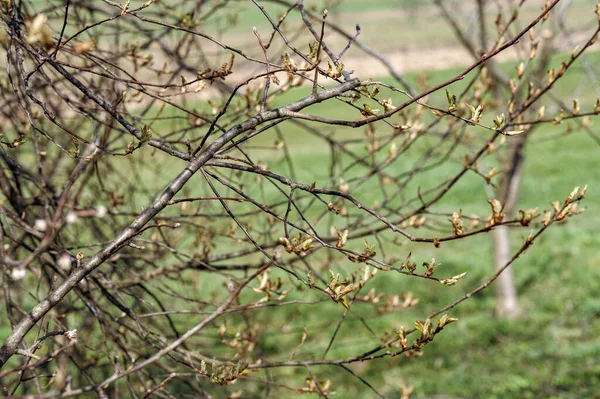 Ein Frischer Schnitt Auf Einem Zweig Frühjahrsschnitt Der Bäume — Stockfoto