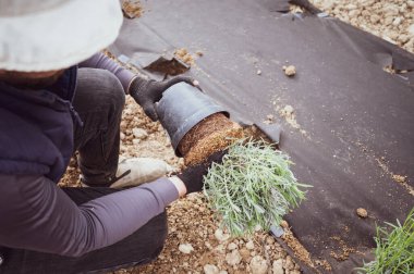 Bir adam tencereden lavanta çıkarır, büyük bir lavanta tohumu, tencerede lavanta tohumu..