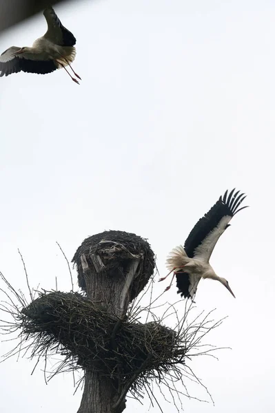 Two Storks Fight Dominance Residence Nest World Wild Birds — Stock Photo, Image