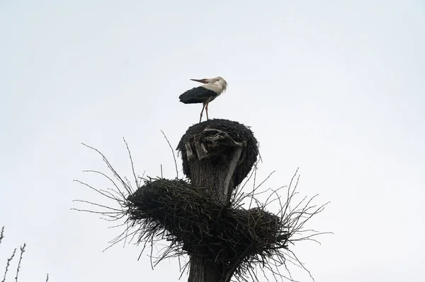 Stork Nest Stork Standing Nest Watching World World Wild Birds — Stock Photo, Image