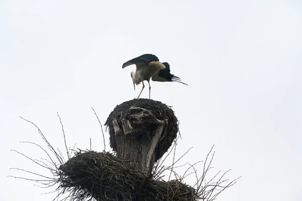Stork Sits Nest Stork Wings Spread Nest Moment Stork Flies — Stock Photo, Image