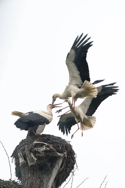 Storks Fight Territory Residence Nest Storks Fight Bite Dominance Nest — Stock Photo, Image