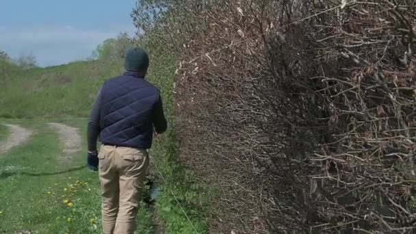 Homme Taille Nivelle Une Haie Début Printemps Jardinier Travaille Dans — Video