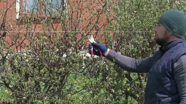 Ogrodnik Prostuje Żywopłot Nitką Nożyczkami Wiosenne Prace Ogrodzie — Wideo stockowe