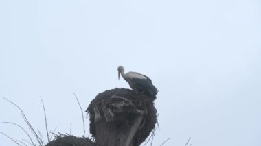 Bir leylek bulutlu bir gökyüzünün arka planında bir yuva üzerinde duruyor, bir ağaç gövdesinde bir leylek yuvası.