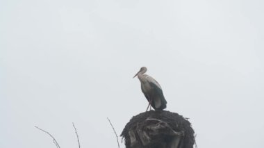 Leylek, leyleği yuvasından, bulutlu ve gri gökyüzünün arka planına doğru büker. Leylek, göçmen bir kuştur..