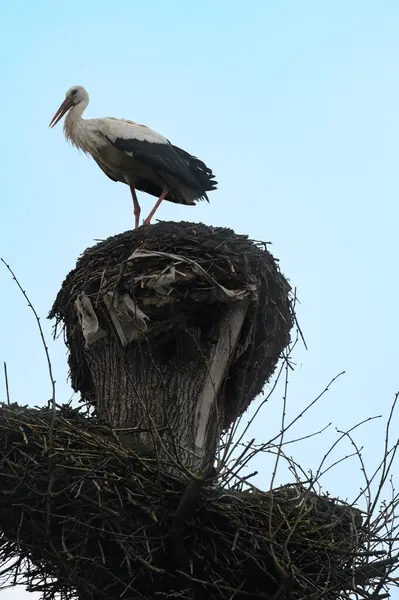一只鹤坐在空中的鸟巢上 两只鸟巢在一棵树上 — 图库照片