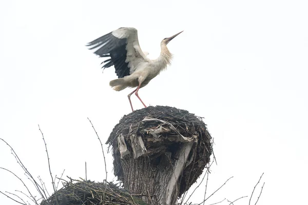 Stork Sits Nest Stork Wings Spread Nest Moment Stork Flies — Zdjęcie stockowe