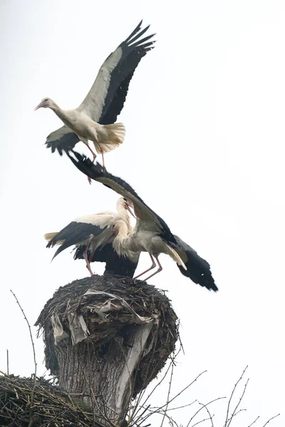 鹤为争夺领地和巢穴中的栖息地而战斗 鹤为争夺对巢穴 东方和候鸟的控制而战斗和咬食 — 图库照片