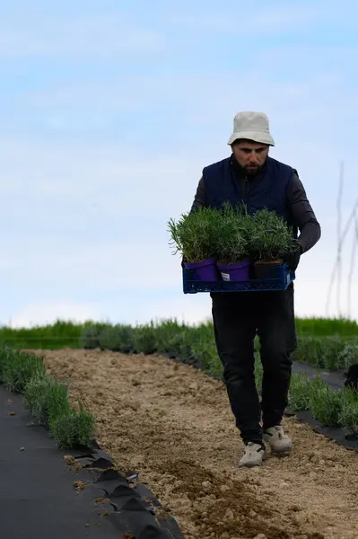 A man in a box carries lavender seedlings, in the background a car and the sky, planting lavender by hand.