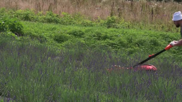 Mężczyzna Kosi Trawnik Polu Lawendy Pomiędzy Rzędami Kwiatów Ekologiczną Kosiarką — Wideo stockowe