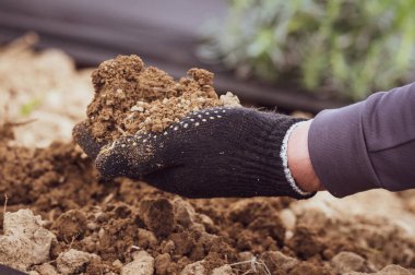 Bir adam toprağı elinde tutuyor ve koyu ve ağır kahverengi toprakları döküyor..