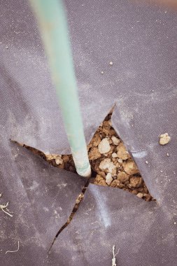 Bir adam tarlada, tarlada ve el işçiliğinde, yabani otlardan elde matkapla bir delik açar..