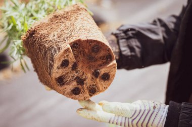 Bir tencerede büyüyen lavanta köklerine dolanmış bir kadın elinde lavanta tohumu tutuyor ve köklerini gösteriyor..