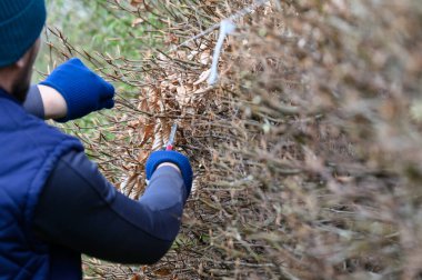 Baharın başında bahçeyi temizlemek, yapraksız çiti kesmek, bahçıvan çiti düzleştirir..