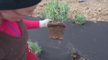 Genç bir kadın, hazır bir yataktaki tencereye lavanta yerleştiriyor ve toprağa bitki ekiyor..